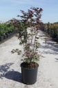 Acer palmatum 'Atropurpureum' cont. 18L 100-125 cm +ф