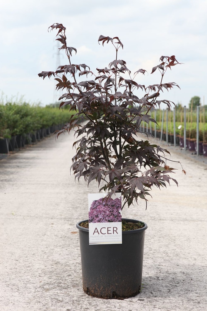 Acer palmatum 'Bloodgood' cont. 12L 125-150 cm +ф