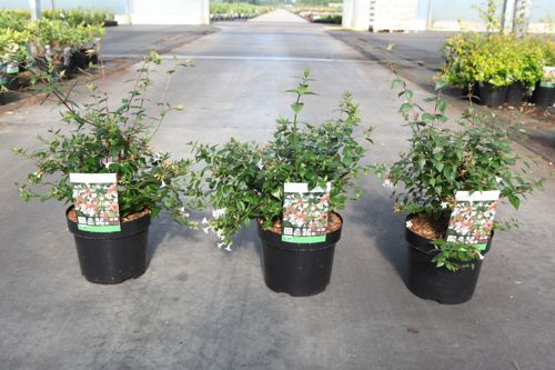 Abelia grandiflora cont. 3,6L 30/+ cm +B