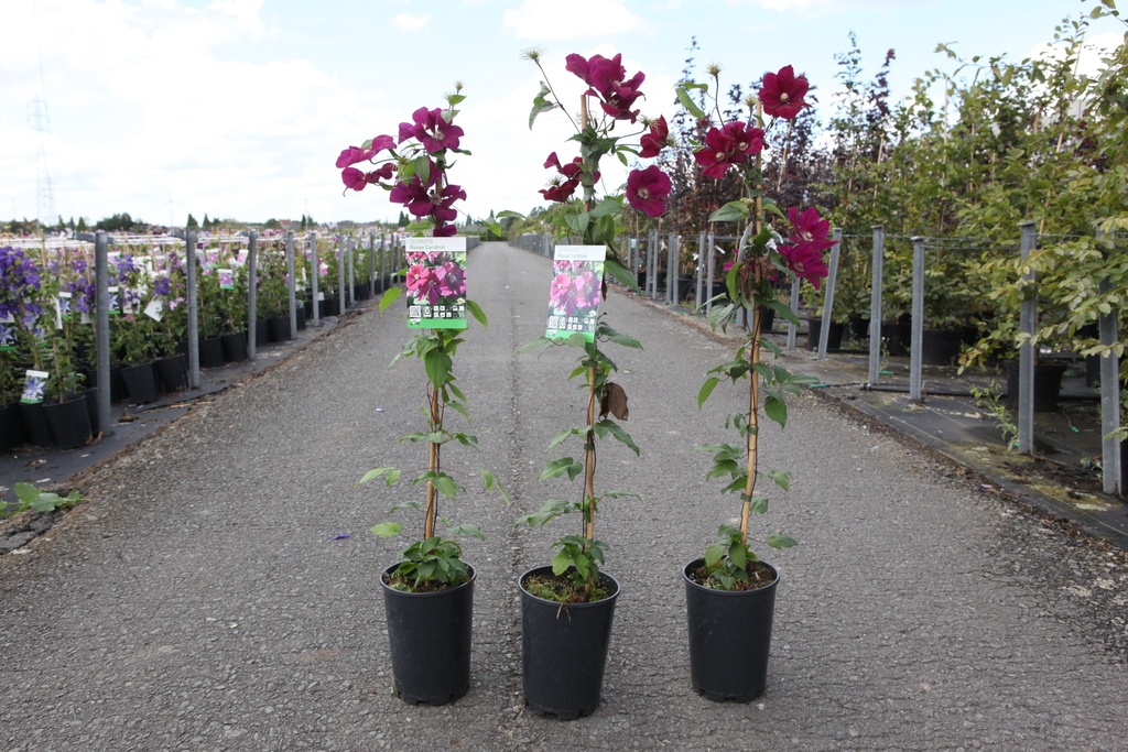 Clematis 'Rouge Cardinal' cont. 3L haut 80-100 cm +p