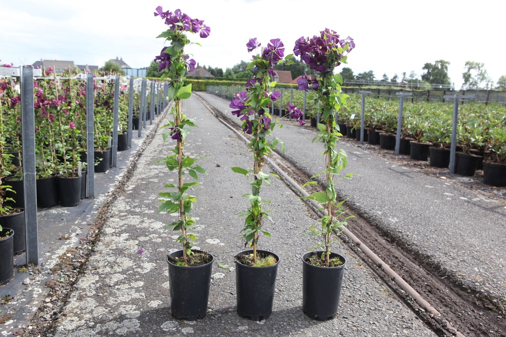 Clematis viticella 'Etoile Violette' cont. 3L haut 80-100 cm +p