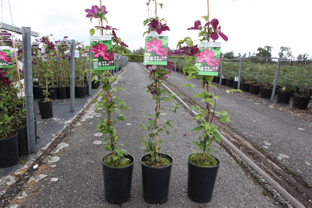 Clematis 'Westerplatte' cont. 3L high 80-100 cm +p