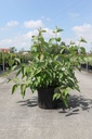 Cornus alba BATON ROUGE® Noble® (PBR) cont. 10L deco 80-100 cm +ф