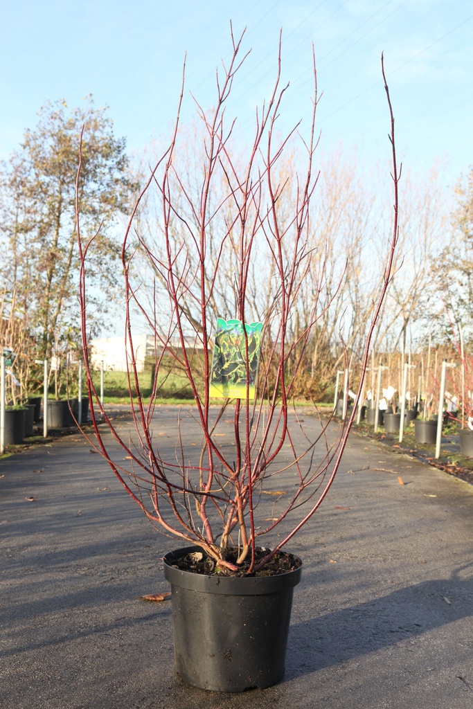 Cornus alba 'Cream Cracker' (PBR) cont. 10L 80-100 cm +ф