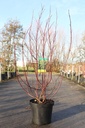 Cornus alba 'Cream Cracker' (PBR) cont. 10L 80-100 cm +ф