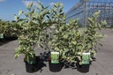 Cornus alba 'Cream Cracker' (PBR) cont. 3,6L 50-60 cm +ф