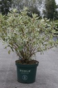 Cornus alba IVORY HALO® Noble® (PBR) cont. 10L deco 80/+ cm +B