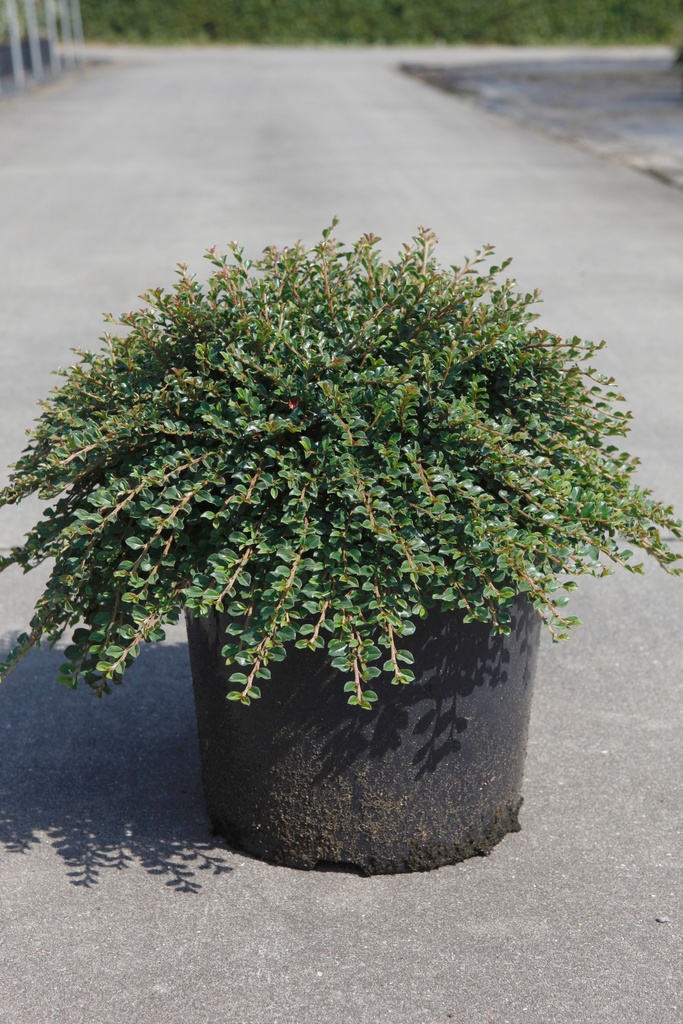 Cotoneaster adpressus 'Little Gem (Tom Thumb)' cont. 10L 40-50 cm +B