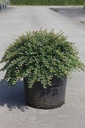 Cotoneaster adpressus 'Little Gem (Tom Thumb)' cont. 10L 40-50 cm +ф