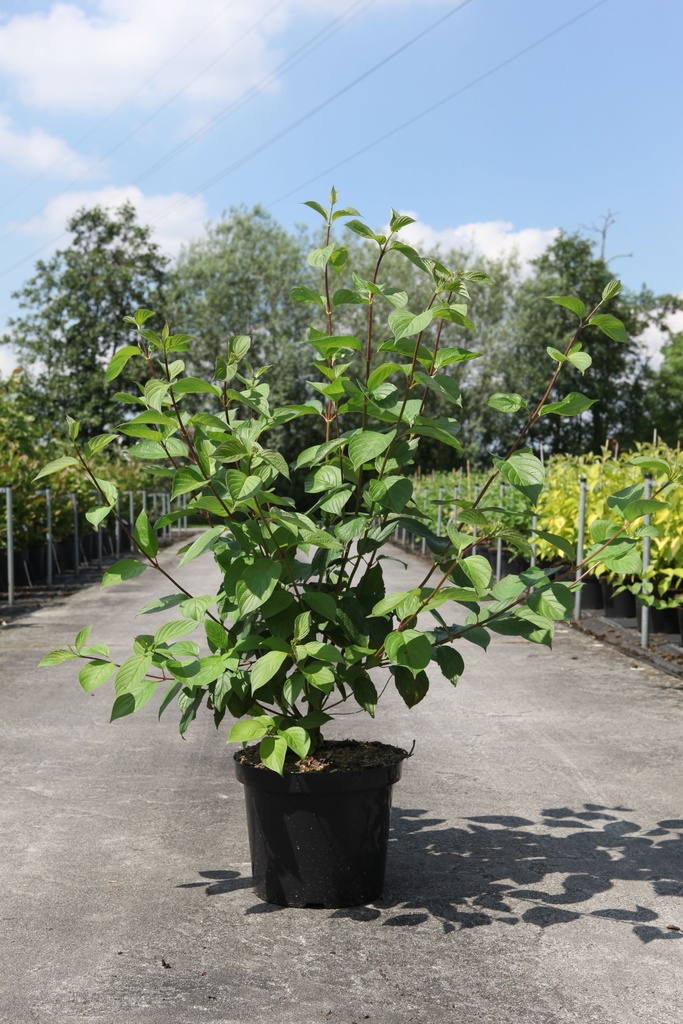 Cornus alba 'Sibirica' cont. 10L 80-100 cm +ф