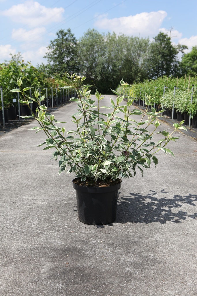 Cornus alba 'Sibirica Variegata' cont. 10L 80-100 cm +ф