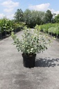 Cornus alba 'Sibirica Variegata' cont. 10L 80-100 cm +p