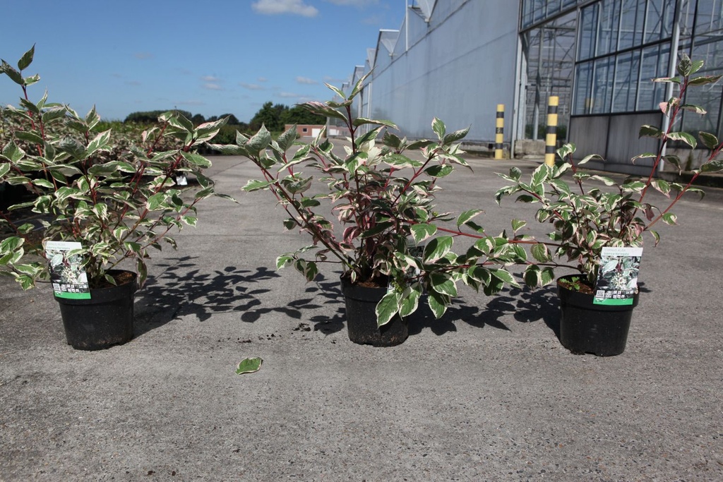 Cornus alba 'Sibirica Variegata' cont. 3,6L 60/+ cm +ф