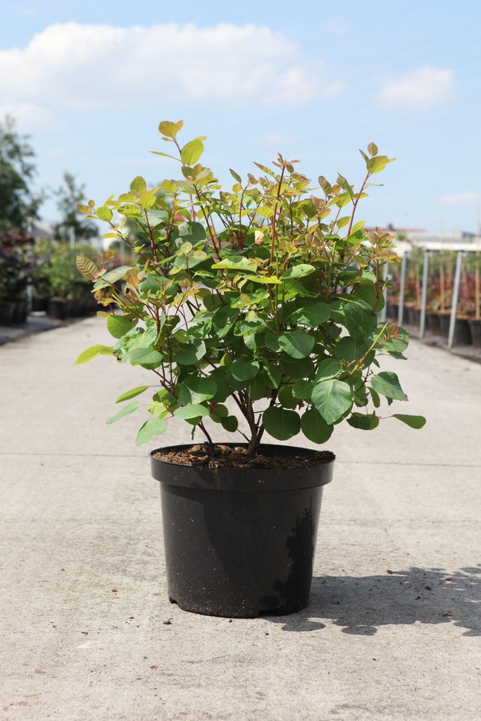 Cotinus coggygria cont. 10L 60-80 cm +ф