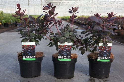 Cotinus coggygria 'Royal Purple' cont. 3,6L 40/+ cm +ф