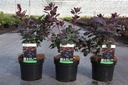 Cotinus coggygria 'Royal Purple' cont. 3,6L 40/+ cm +ф