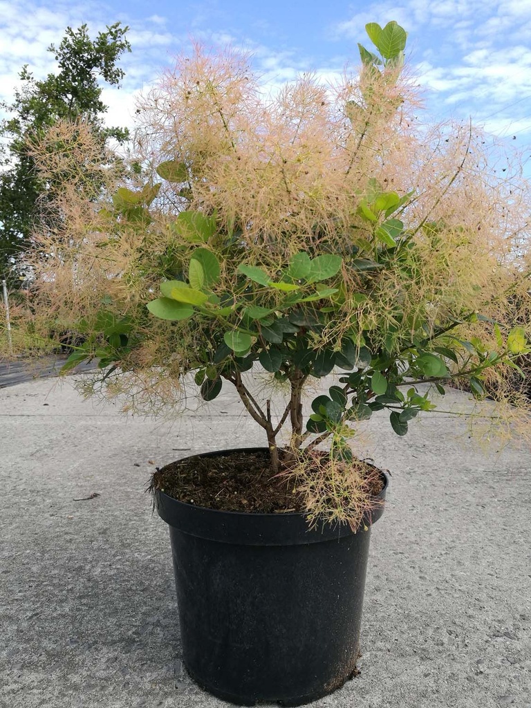 Cotinus coggygria 'Young Lady' (PBR) cont. 10L 60-80 cm +B