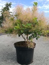 Cotinus coggygria 'Young Lady' (PBR) cont. 10L 60-80 cm +ф