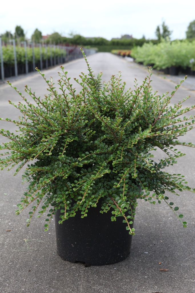 Cotoneaster horizontalis cont. 10L 50-60 cm +f