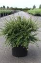 Cotoneaster horizontalis cont. 10L 50-60 cm +ф