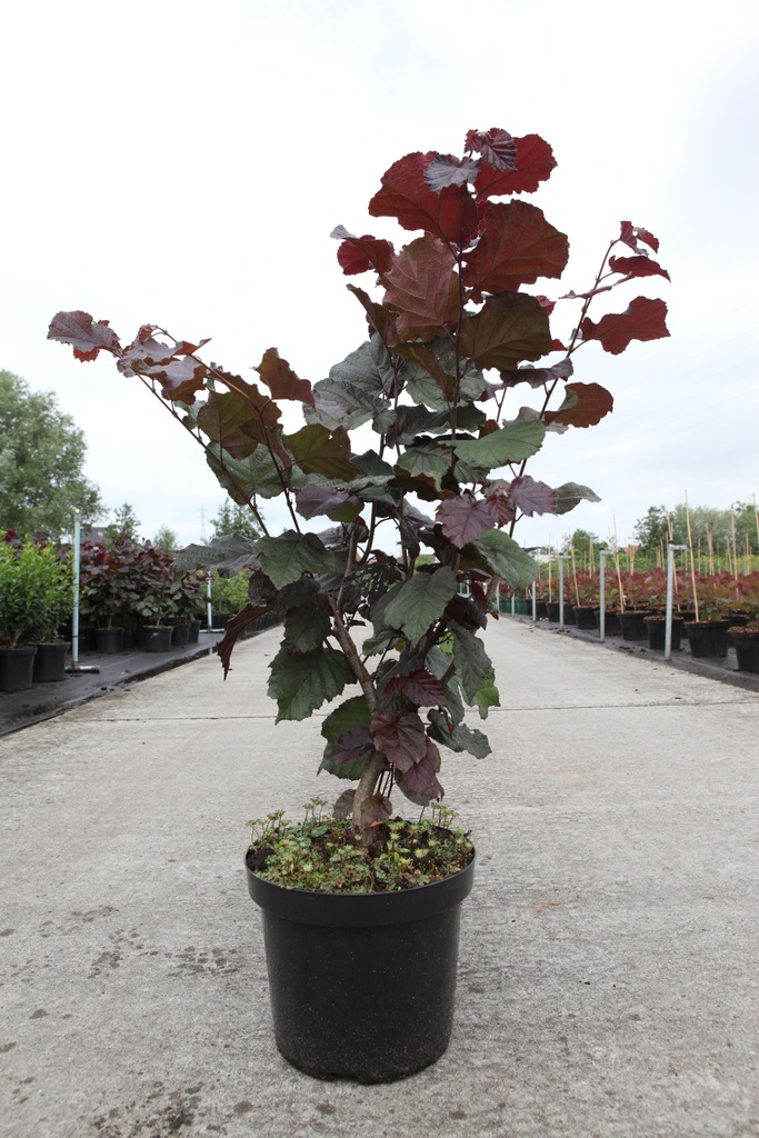 Corylus maxima 'Purpurea' cont. 7,5L 80-100 cm +ф