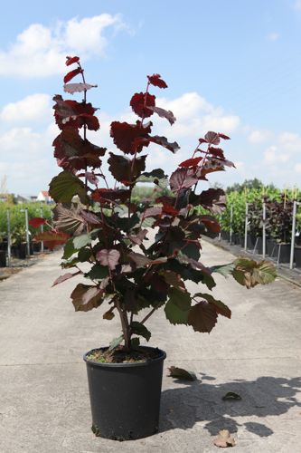 Corylus 'Rode Zellernoot' cont. 12L 80/+ cm +ф