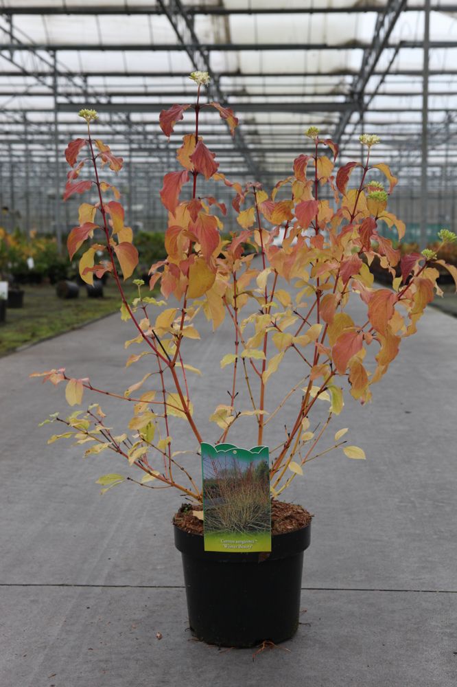 Cornus sanguinea 'Winter Beauty' cont. 3,6L 40/+ cm +ф