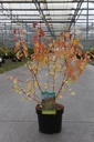 Cornus sanguinea 'Winter Beauty' cont. 3,6L 40/+ cm +B