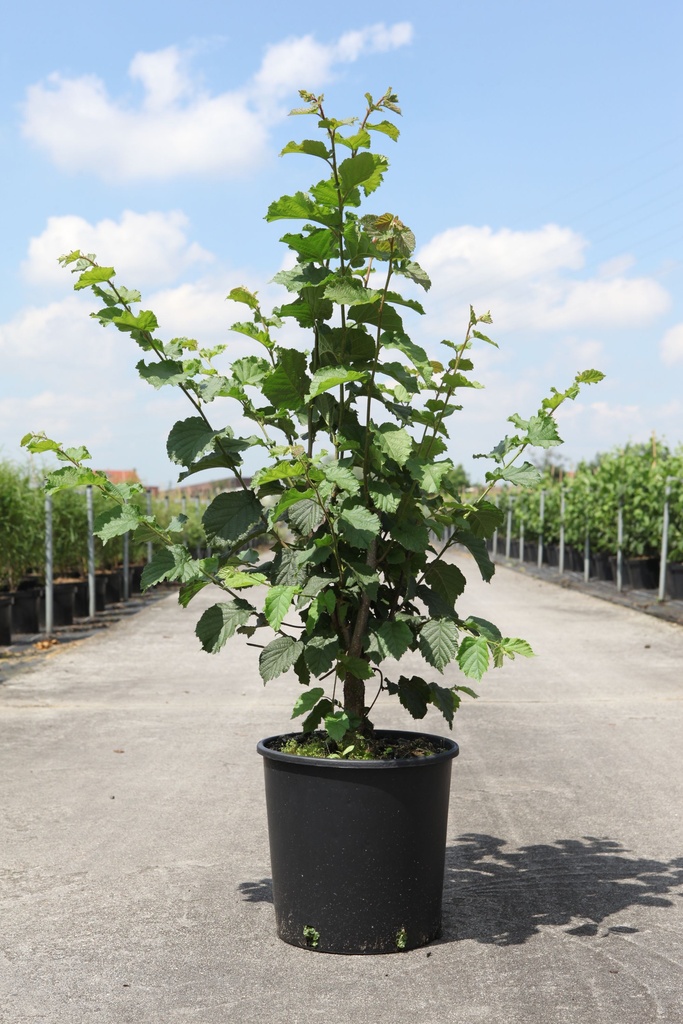 Corylus 'Webb's Prize Cob' cont. 7,5L 60-80 cm +ф