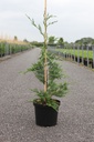 Cupressocyparis leylandii cont. 4L 100/+ cm