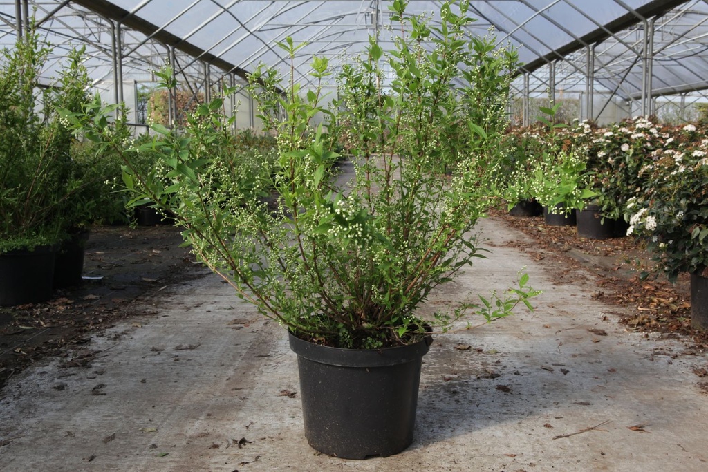 Deutzia gracilis cont. 10L 60-80 cm +f