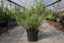 Deutzia gracilis cont. 10L 60-80 cm +ф