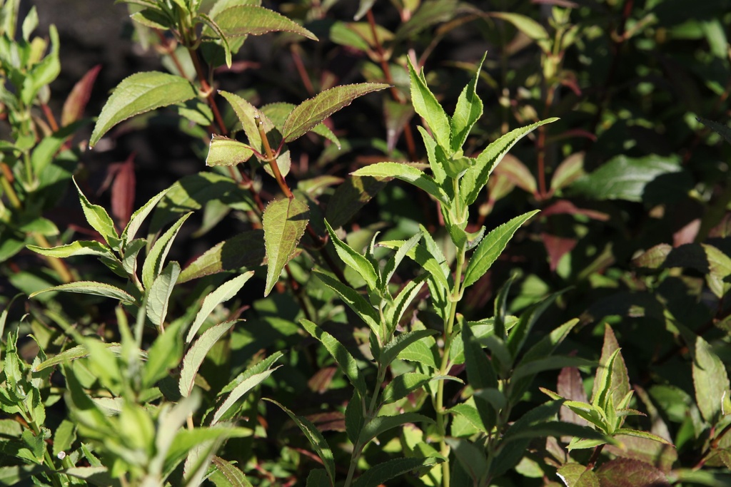 Deutzia gracilis cont. 0,5L (P10,5) young plants