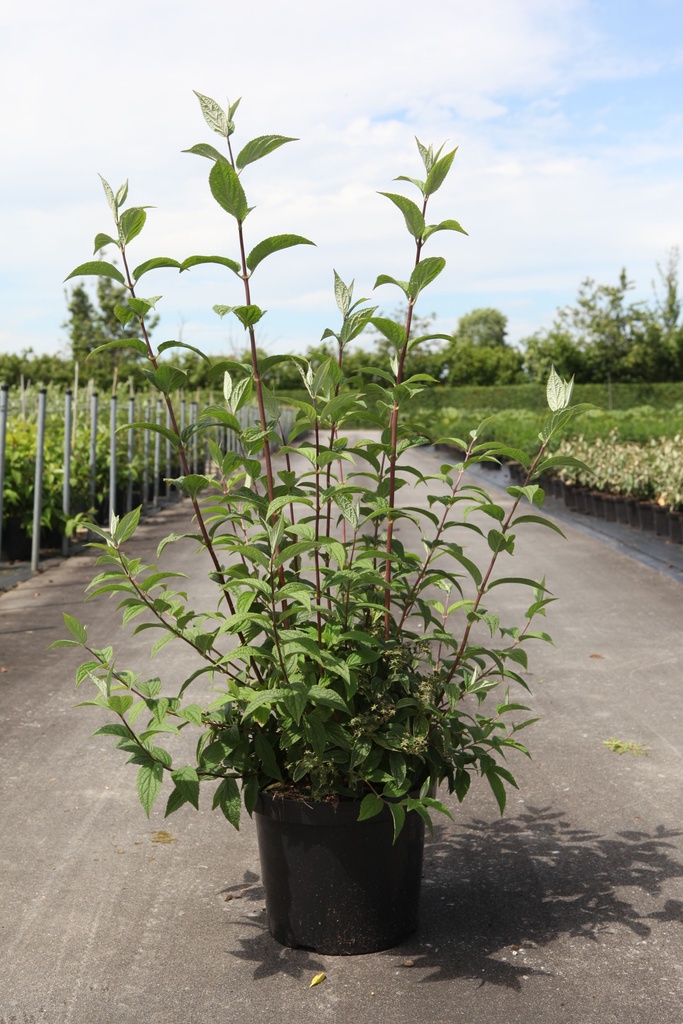 Deutzia hybrida 'Mont Rose' cont. 10L 80-100 cm +B