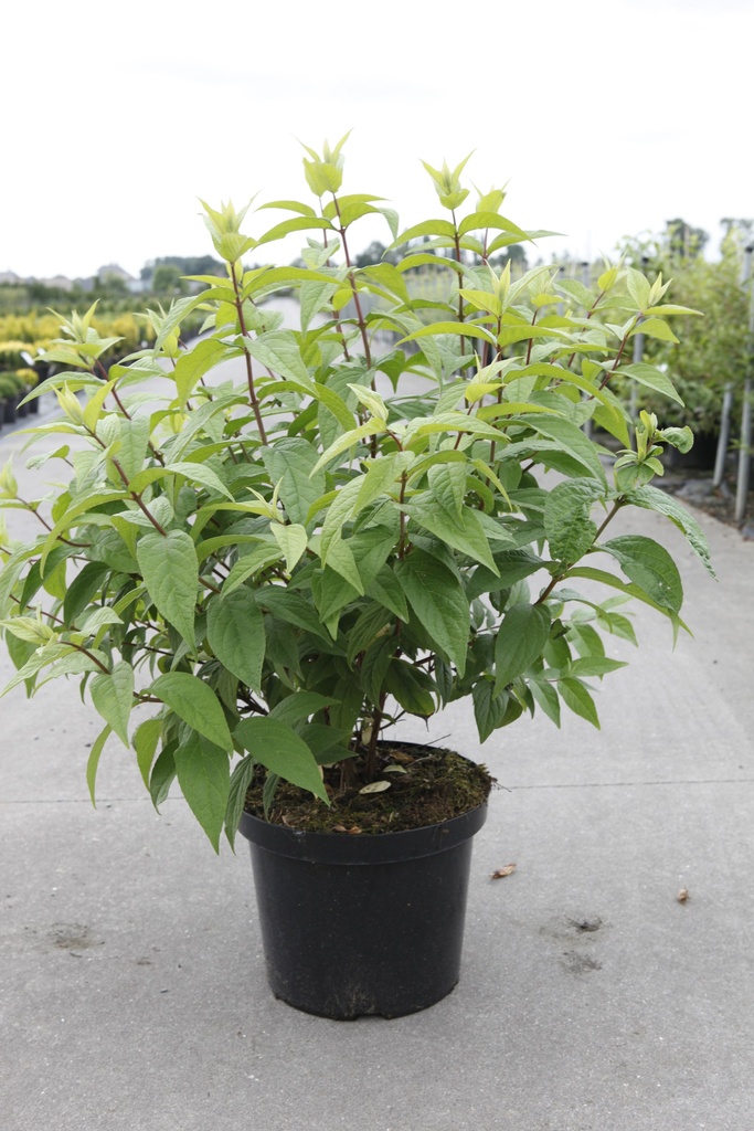 Deutzia hybrida 'Strawberry Fields' cont. 10L 80-100 cm +B