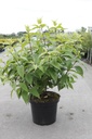 Deutzia hybrida 'Strawberry Fields' cont. 10L 80-100 cm +p