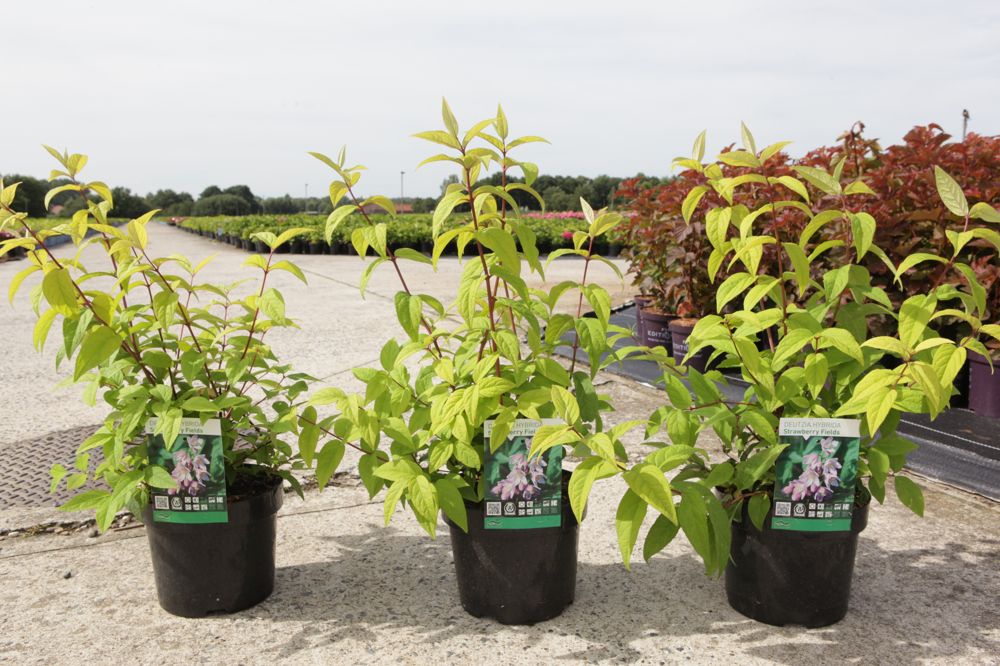 Deutzia hybrida 'Strawberry Fields' cont. 3,6L 50-60 cm +B