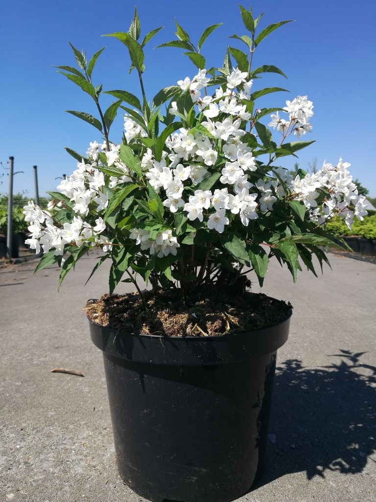 Deutzia purpurascens 'Kalmiiflora' cont. 10L 80/+ cm +ф