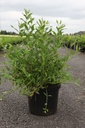 Deutzia YUKI SNOWFLAKE Proven Winners® (PBR) cont. 10L deco 40-50 cm +ф