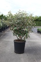 Elaeagnus ebbingei cont. 25L 125/+ cm