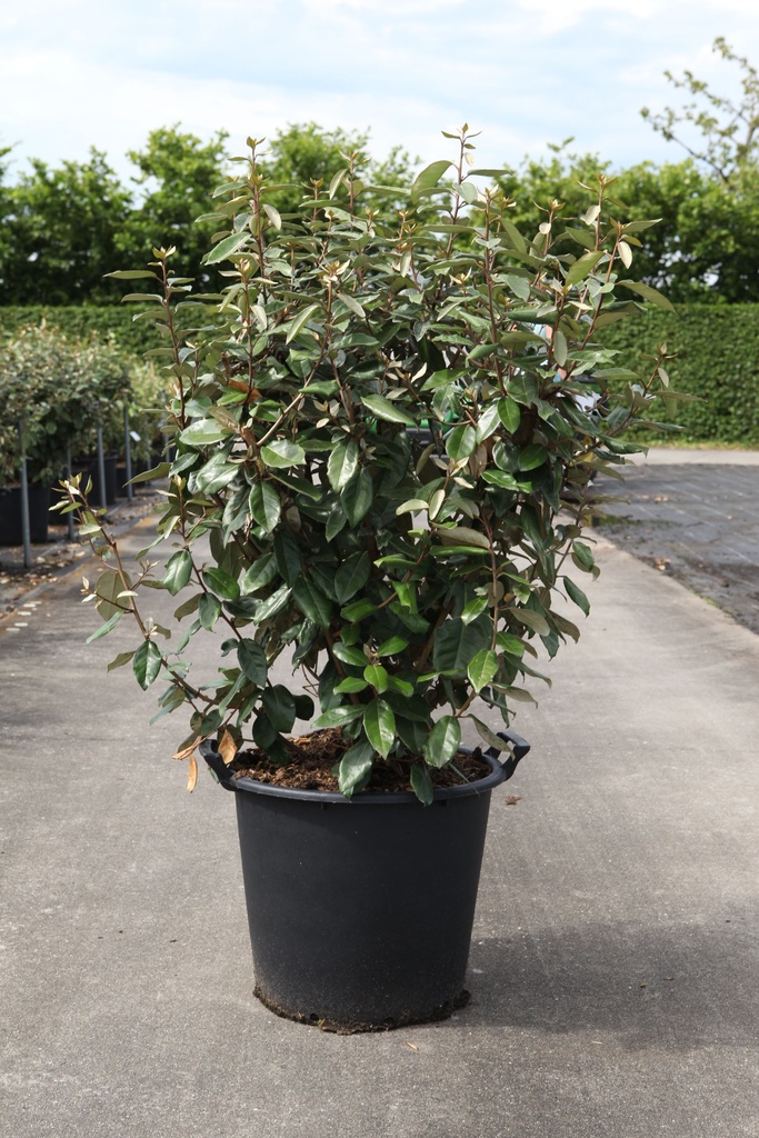 Elaeagnus ebbingei cont. 35L 125-150 cm