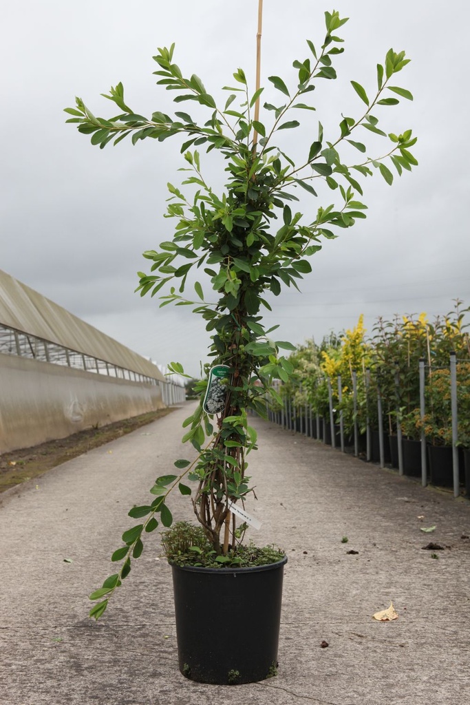 Exochorda 'The Bride' cont. 12L 100/+ cm +B