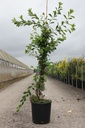 Exochorda 'The Bride' cont. 12L 100/+ cm +p