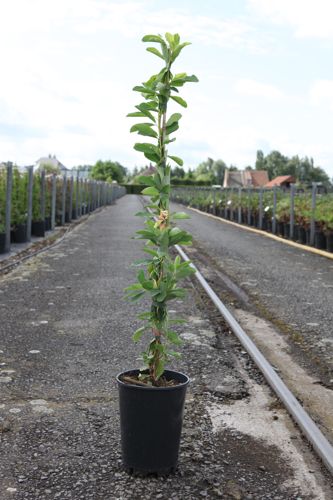 Exochorda 'The Bride' cont. 3L haut 80-100 cm +p