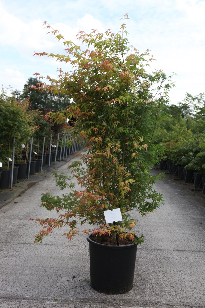 Acer palmatum 'Katsura' cont. 25L 125/+ cm