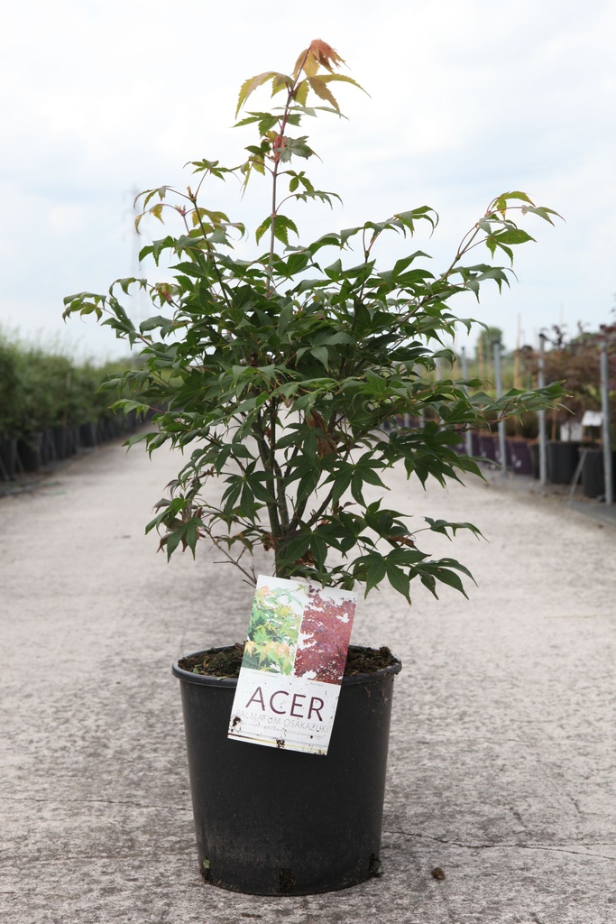 Acer palmatum 'Osakazuki' cont. 12L 80-100 cm +B