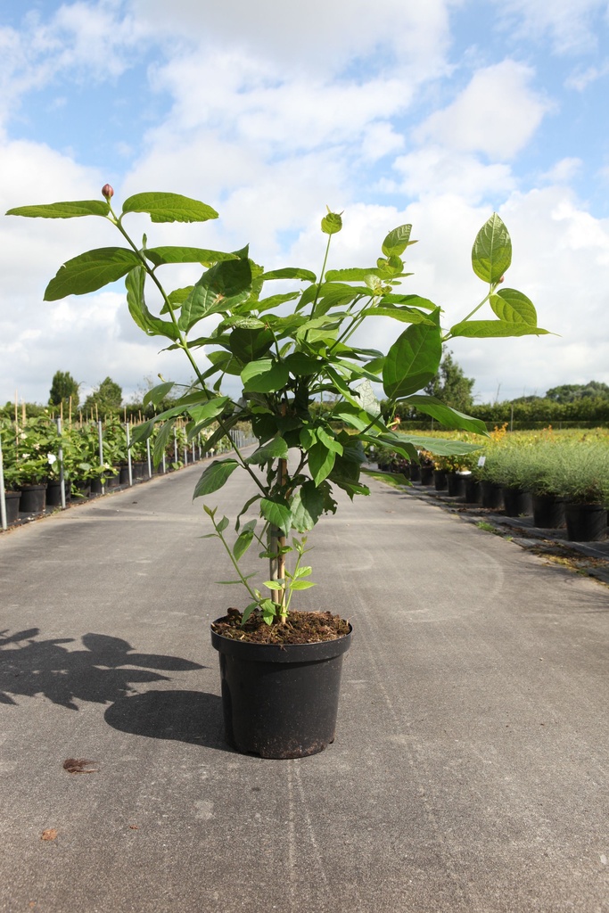 Calycanthus 'Aphrodite' Proven Winners® cont. 10L déco 80/+ cm +p