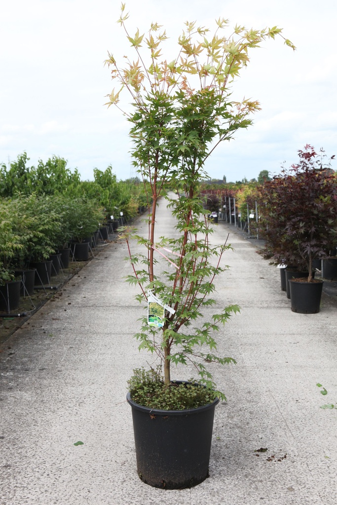 Acer palmatum 'Sangokaku' cont. 25L 125/+ cm