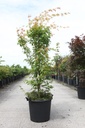 Acer palmatum 'Sangokaku' cont. 30L 150/+ cm