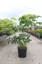 Aesculus parviflora cont. 15L 80-100 cm +p